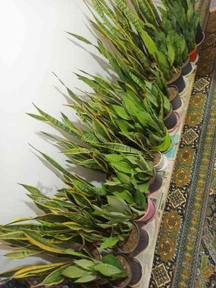 گل سانسوریا ابلغ در گروه خرید و فروش لوازم خانگی در گیلان در شیپور-عکس1