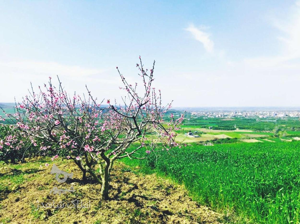 فروش زمین ویلایی 1/700 متری در دارابکلا / زیر قیمت در گروه خرید و فروش املاک در مازندران در شیپور-عکس1