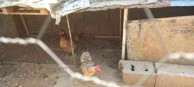 فروش 5 مرغ محلی تخم گذار جوان در گروه خرید و فروش ورزش فرهنگ فراغت در فارس در شیپور-عکس1