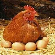 مرغ محلی تخمگذار