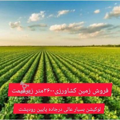 فروش زمین کشاورزی/فاصله باشهر5دقیقه 3600 متر در گروه خرید و فروش املاک در مازندران در شیپور-عکس1