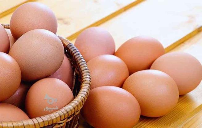 تخم مرغ محلی در گروه خرید و فروش خدمات و کسب و کار در مازندران در شیپور-عکس1
