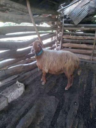 گوسفندسرحال وآبستن وزن تقریبی40الی45 در گروه خرید و فروش ورزش فرهنگ فراغت در مازندران در شیپور-عکس1