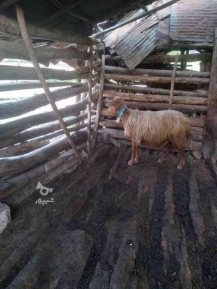 گوسفندسرحال وتمیز ابستن وزن 40 الی 45 کیلو در گروه خرید و فروش ورزش فرهنگ فراغت در مازندران در شیپور-عکس1