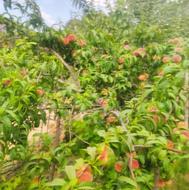 باغ ثمری با انواع درختان میوه
