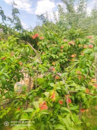 باغ ثمری با انواع درختان میوه در گروه خرید و فروش املاک در کهگیلویه و بویراحمد در شیپور-عکس1