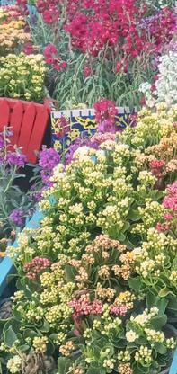 تولید انواع گلهای اپارتمانی در گروه خرید و فروش خدمات و کسب و کار در مازندران در شیپور-عکس1