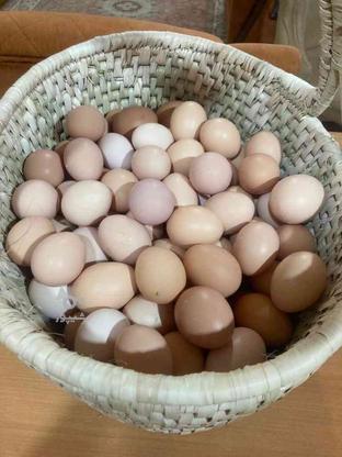 تخم مرغ محلی در گروه خرید و فروش ورزش فرهنگ فراغت در مازندران در شیپور-عکس1