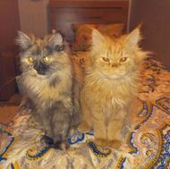 دو گربه پرشین