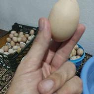 تخم مرغ محلی اصیل