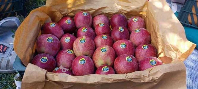 فروش 150 جعبه سیب قرمز لوکس 3 ردیفه در گروه خرید و فروش خدمات و کسب و کار در آذربایجان غربی در شیپور-عکس1