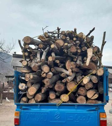 خریدار درختان باغی قطع ّ برش وهرس در گروه خرید و فروش خدمات و کسب و کار در مازندران در شیپور-عکس1