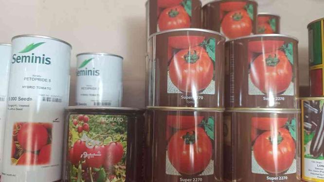 فروش بذر گوجه فرنگی کانیون 2270 در گروه خرید و فروش صنعتی، اداری و تجاری در کردستان در شیپور-عکس1