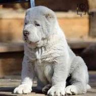 ,H BHVD سگ الابای روس اصیل نگهبان توله و بالغ
