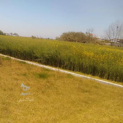 فروش زمین کشاورزی 1000 متر در چپکرود در گروه خرید و فروش املاک در مازندران در شیپور-عکس1