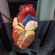 مولاژ آزمایشگاهیی قلب انسان