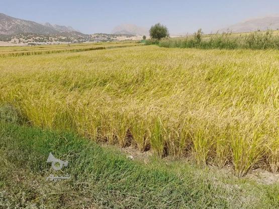 فروش زمین برنجکاری واقع در روستای قرح در گروه خرید و فروش املاک در چهارمحال و بختیاری در شیپور-عکس1