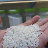 برنج هاشمی سورت شده به شرط پخت