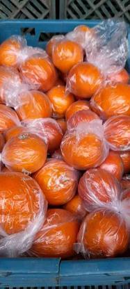 پرتقال تامسون و خونی در گروه خرید و فروش خدمات و کسب و کار در مازندران در شیپور-عکس1