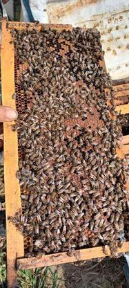 زنبورعسل درجه یک بفروش میرسد در گروه خرید و فروش ورزش فرهنگ فراغت در گیلان در شیپور-عکس1