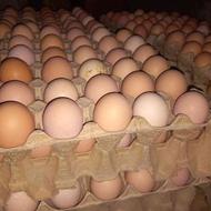 تخم مرغ بومی محلی