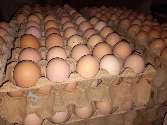 تخم مرغ بومی محلی در گروه خرید و فروش خدمات و کسب و کار در اصفهان در شیپور-عکس1