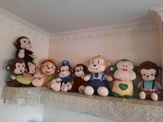 کلکسیون انواع میمون در گروه خرید و فروش ورزش فرهنگ فراغت در تهران در شیپور-عکس1