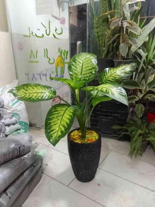 انواع گیاهان سایه دوست در گروه خرید و فروش لوازم خانگی در خراسان رضوی در شیپور-عکس1