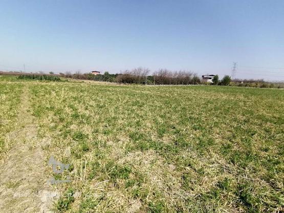 فروش زمین کشاورزی 3500 متر در اسرم در گروه خرید و فروش املاک در مازندران در شیپور-عکس1