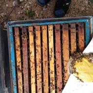 زنبور عسل دورگ کارنیکا