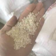برنج طارم هاشمی کشت 2 درجه یک فریدونکنار