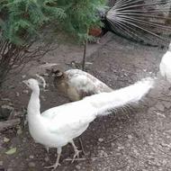طاووس مصری هندی سفید