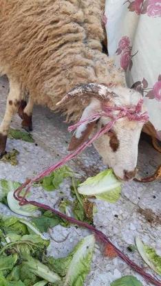 فروش گوسفند چاق و داشتی اخته در گروه خرید و فروش ورزش فرهنگ فراغت در گیلان در شیپور-عکس1