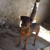 سگ کنکورسو نر 12 ماه اصالت دار واگذاری