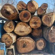 خریدار چوب صنعتی و ذغالی و ریشه درخت
