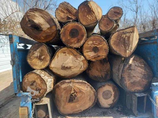 خریدار چوب صنعتی و ذغالی و ریشه درخت در گروه خرید و فروش صنعتی، اداری و تجاری در البرز در شیپور-عکس1