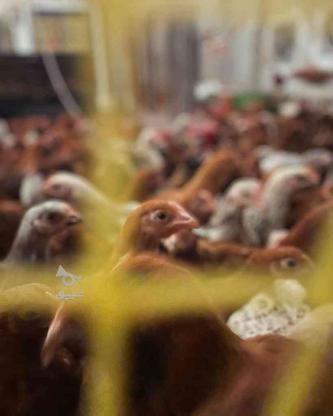 مرغ و خروس دوماه و 16 روزه واکسن خورده در گروه خرید و فروش ورزش فرهنگ فراغت در مازندران در شیپور-عکس1
