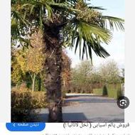 فروش 7 درخت پالم لاتانیا