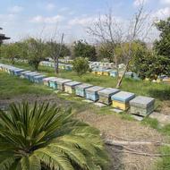 فروش زنبور عسل با جمعیت واقعی