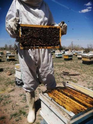 زنبور عسل فروشی در گروه خرید و فروش ورزش فرهنگ فراغت در خراسان رضوی در شیپور-عکس1