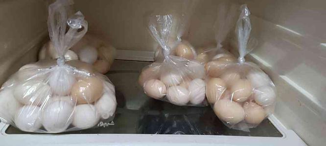 تخم مرغ محلی اورگانیک در گروه خرید و فروش خدمات و کسب و کار در ایلام در شیپور-عکس1