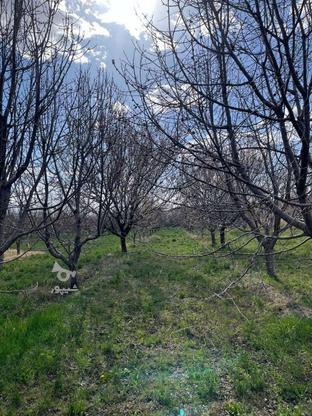 باغ فریمان کنار سد در گروه خرید و فروش املاک در خراسان رضوی در شیپور-عکس1