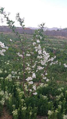 باغ آماده با حدود 150 درخت دور دیوار در گروه خرید و فروش املاک در خراسان شمالی در شیپور-عکس1
