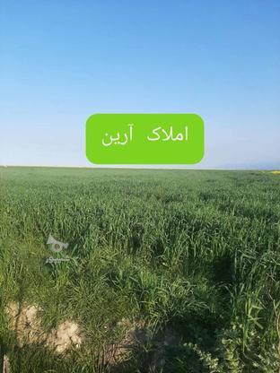 2/5هکتارزمین کشاورزی سنددارموقعیت بندری در گروه خرید و فروش املاک در مازندران در شیپور-عکس1