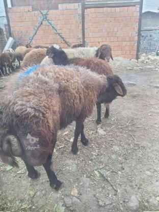گوسفند نر تخمی کشیده افشاری در گروه خرید و فروش ورزش فرهنگ فراغت در مازندران در شیپور-عکس1