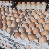 تخم مرغ محلی گلپایگانی ارگانیک و تازه