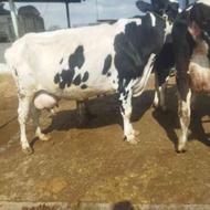 4عدد گاو آبستن گاوداری شیری آبستن 5 ماه
