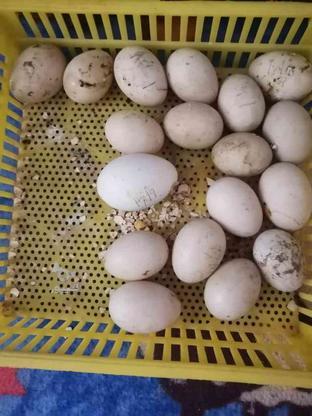 تخم اردک خارجی وغاز در گروه خرید و فروش خدمات و کسب و کار در گلستان در شیپور-عکس1