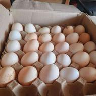 فروش عمده تخم مرغ بومی و رسمی بدون واسطه شمال