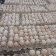 فروش تخم مرغ محلی مازندران